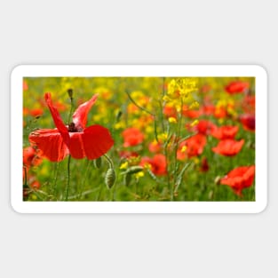 Poppies Sticker